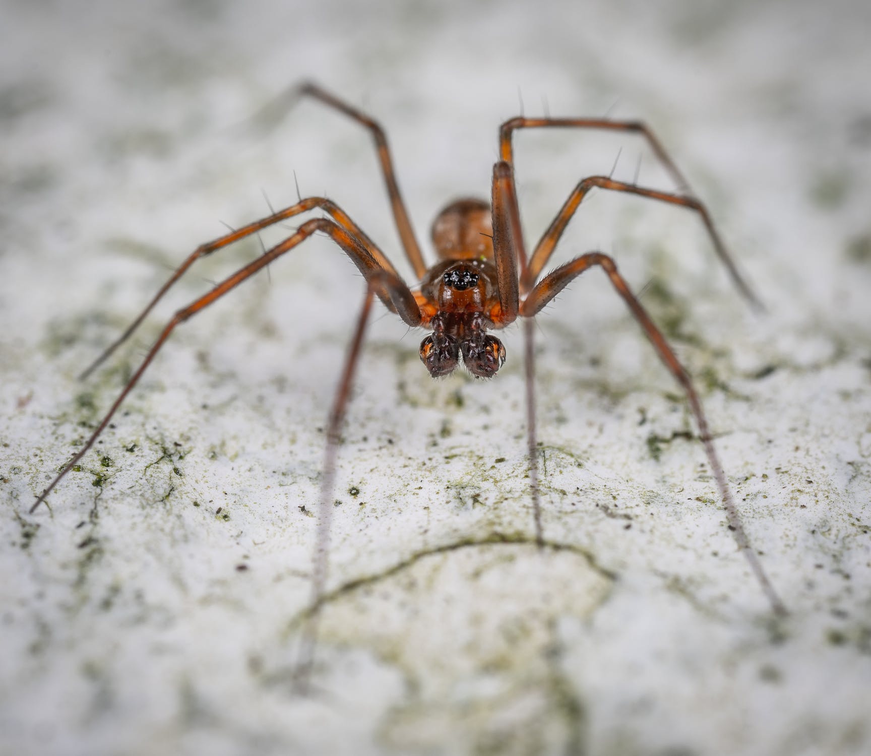 The 10 Most Venomous Spiders On Earth Motivate Daily